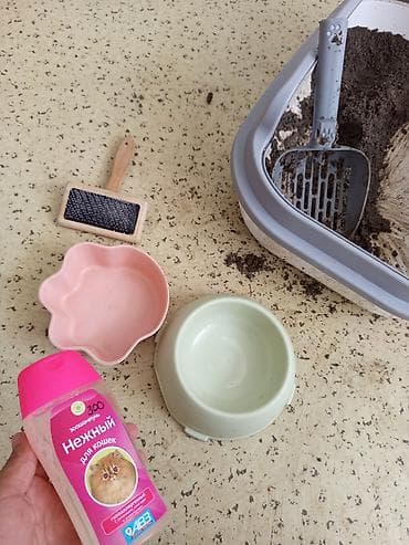 брама изабелла: Котёнок пародия-скоттиш страйт Документы -есть метирка -есть свой — 4