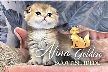 котята сибирской кошки купить: Шотландский котёнок золотого окраса SFS 71ny11🔥из питомника Afina — 3