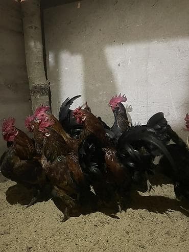 вареная кукуруза: Продаю | Петух | Для разведения — 1