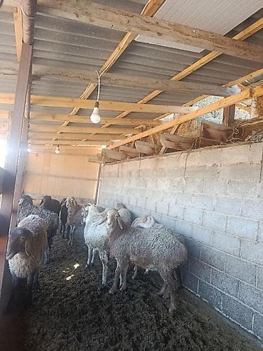 Үй жаныбарлары үчүн товарлар: Сатам | Кочкор (эркек) | Союуга | Бооз — 3