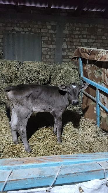 корова швиц: Продаю | Музоо, торпок | Голштин | На откорм, На забой — 2