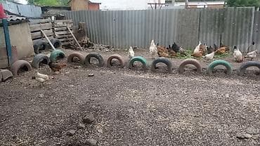 продаю бролеров: Продаю | Куры | Домашняя | Для разведения — 2