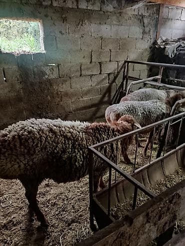 Продам с/х животных: Продаю | Баран (самец) | На забой — 1