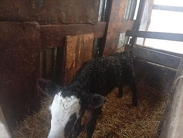 кролик французский баран: Продаю | Тёлка | На откорм — 1