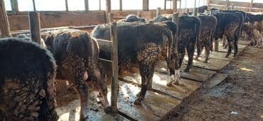 французкий бульдог цена: Продаю | Бык (самец) | На откорм | Привязанные — 6