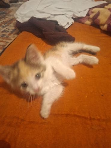 котёнок ош: Кошка даром: Беспородная, 1 месяц, Девочка, Приучена к лотку — 3