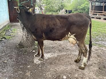 продать цыплят брамы: Продаю | Корова (самка) | Швицкая | На откорм — 4