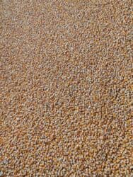 продаю связи с переездом: Продаю кукурузу оптом
кукуруза
жогору — 6