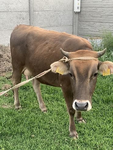 бенгальские кошки цена бишкек: Продаю | Корова (самка) | Полукровка | Для молока | После отела — 2