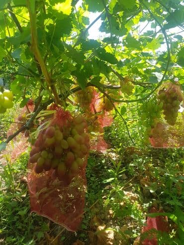 продаю дом с красная речка: 100 соток, Для сельского хозяйства, Договор купли-продажи — 8