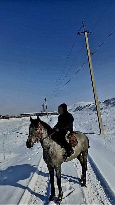 Продаю | Конь (самец) | Рабочий | Мерин