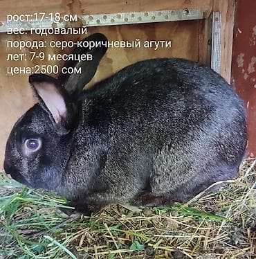 собака самец: Продаю | Кролик самец | Серый великан | Для разведения — 7