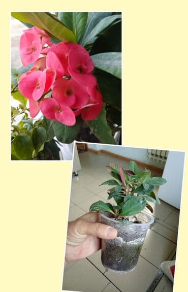 мебель бишкек: Саженцы цветка — 17