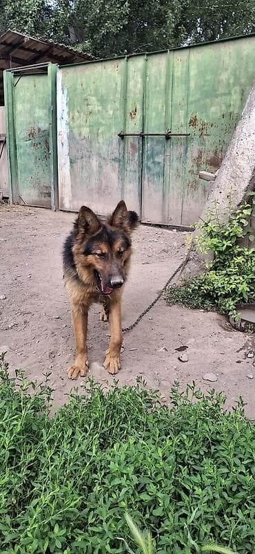 купить собаку овчарку: Щенки немецкой овчарки - Порода: немецкая овчарка (классический — 6