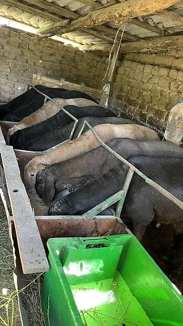 стришка барана: Продаю | Овца (самка) | На забой — 3