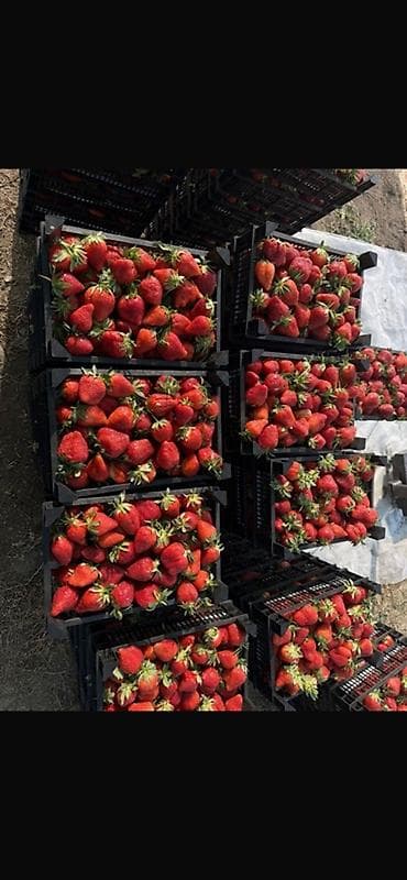 бумажные пакетики: Пластиковый Ящик — 1