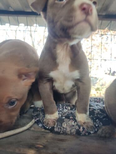 собаки и щенки в дар: Щенки К Продаже готовы Питбуль кушают самостоятельно Срочная цена — 13