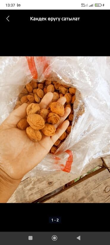 ручная мойка высокого давления: Сушёный абрикос (урюк/кандек)

срочно сатылат 1 тона азыр бишкекте — 1
