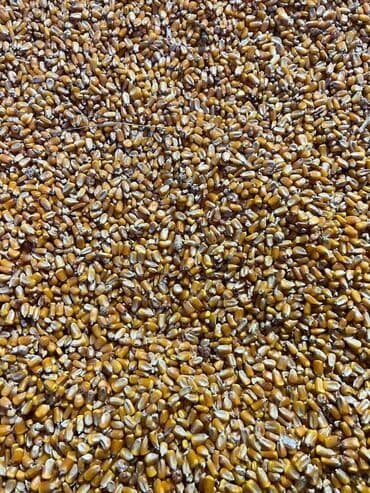 А/ч жаныбарлары үчүн тоюттар: Продаю кукурузу сухая хранилась в сухом помещении все вопросы по — 2