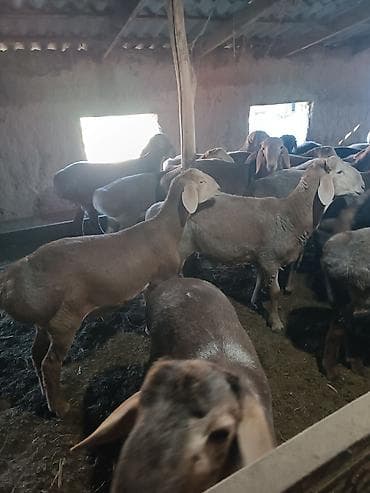 корм доя собак: Продаю | Баран (самец) | Арашан | Для разведения | Племенные — 4