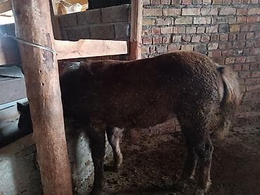 голуби птицы: Продаю | Кобыла (самка) | Для разведения — 8