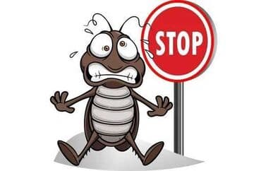 дезинфекция дома от клопов ош: Дезинфекция, дезинсекция, | Клопы, Блохи, Тараканы, | Транспорт, Офисы, Квартиры — 1