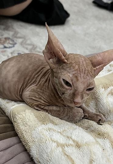 Ветеринар кызматы: Кот породы канадский сфинкс - Окрас: кремово-рыжий (солид) — 1
