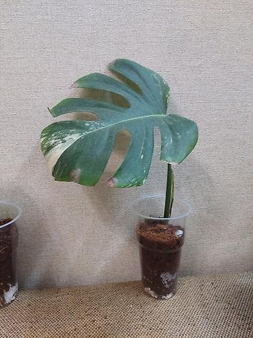 Монстеры: Монстера вариегатная (Monstera deliciosa variegata), черенки с корнями — 5