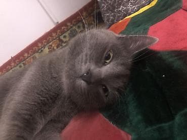 мышык фото: Жибек жолу 462 Британская короткошёрстная кошка, окрас сплошной серый — 2