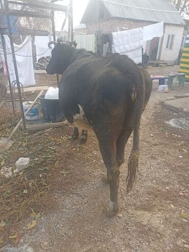 куплю домашнее животное: Продаю | Корова (самка) | Голштин | Для разведения | Привязанные — 8
