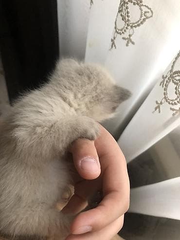 кошко: Кошка даром: Сиамская, Девочка — 2