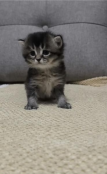котята черные: 1 месяц, Девочка, Проглистована — 2