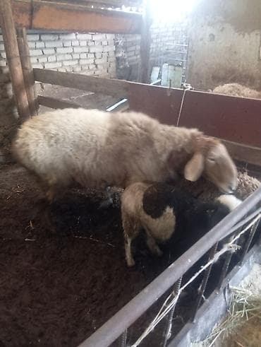 ер токум: Продаю | Овца (самка) | Для разведения | Матка — 10