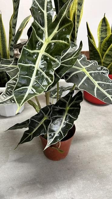 Комнатные растения: Алоказия «Полли» (Alocasia x amazonica ‘Polly’) в горшке. - — 3