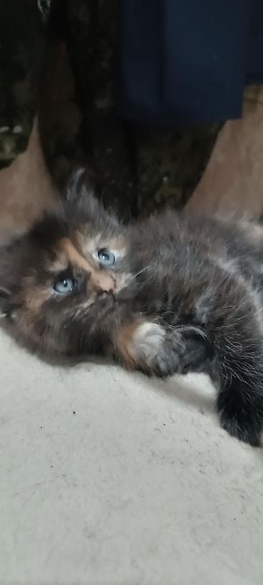 Мышыктар сатылат: Гиганты Кошачьего мира♥️ Мейн-Куны 🥰 Мини питомник не клеточного — 8