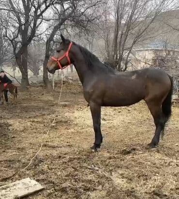 Зоотовары: Продаю | Конь (самец) | Полукровка | Рабочий — 1