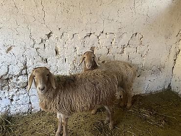 Продаю | Овца (самка) | Для разведения at lalafo.kg Продаю | Овца (самка) | Для разведения