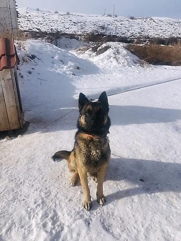 Кошки: Овчарка, 3 года, Самец, С родословной — 1