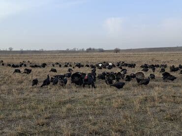 домик для кур: Продаю | Индюшка (самка), Индюшата | Черный принц, Северокавказская | На забой, Для разведения | Племенные — 17