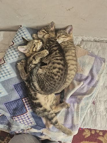 Животные: 🐾 Полосатые котята-табби в добрые руки Ищут дом очаровательные — 8