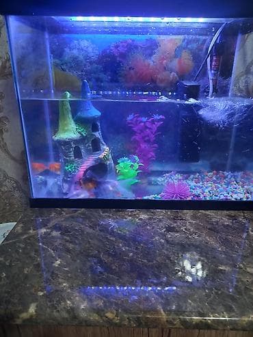 купить малек форели: Аквариумный комплект с подсветкой и декором - Прямоугольный — 2