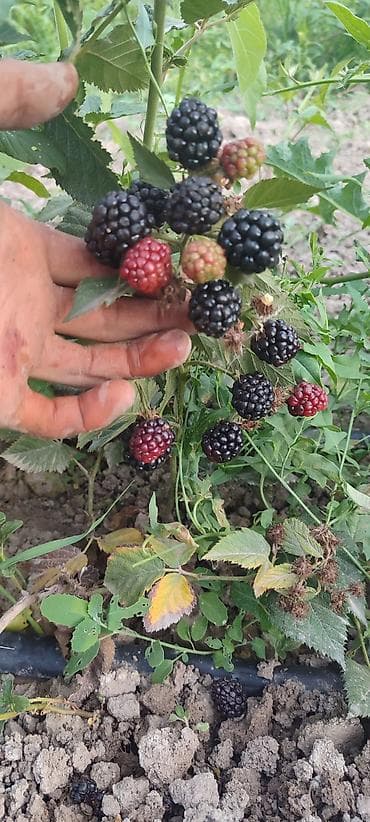 садовый вар бишкек: Саженцы ежевики (садовой) Ежемалина Кочотору сатылат, келишим Бада — 3