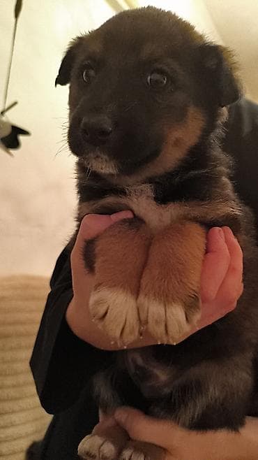 красный страитель: Щенки-дворняги, помёт 2 окраса: черно‑подпалые и рыже‑подпалые — 8