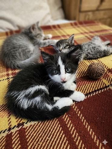 scottish fold: Пушистое счастье в ваш дом! Очаровательные котята ищут семью 🐾 — 2