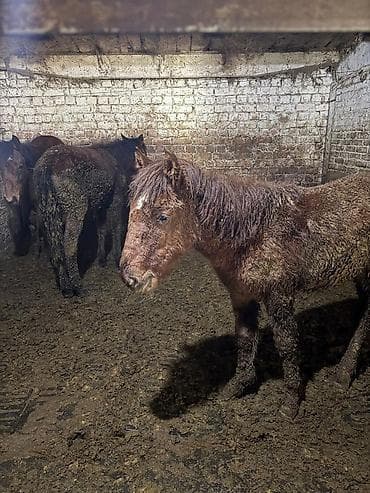 кролик баран: Продаю | Жеребенок | Для разведения — 6