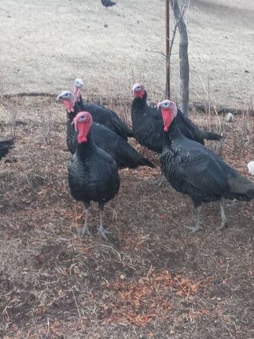 яйца павлина: Индюк короз,макилар сатылат келишим баада — 1