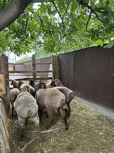 гисарские бараны: Продаю | Овца (самка), Ягненок, Баран (самец) | Для разведения — 5