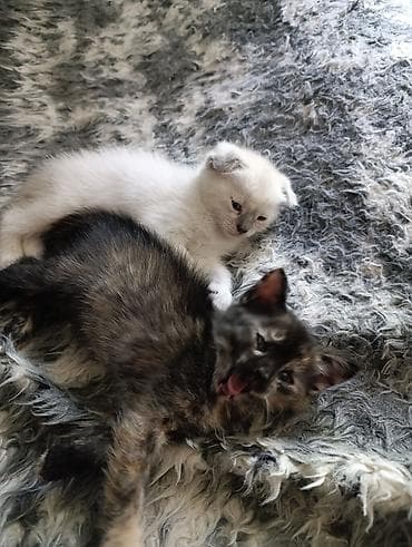 cat sofa: Котята домашние, ручные. - Окрас: светлый колор-пойнт (голубые глаза — 5