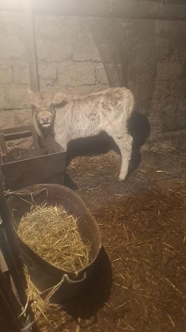 коровы ленинское: Продаю | Тёлка, Музоо, торпок | Швицкая | Для разведения | Не стельные, Искусственник — 1