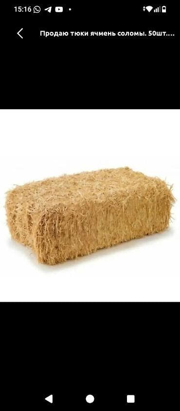 пчелы мед: Арпа саман сатылат таза кургак жерде тура доставка бар — 2